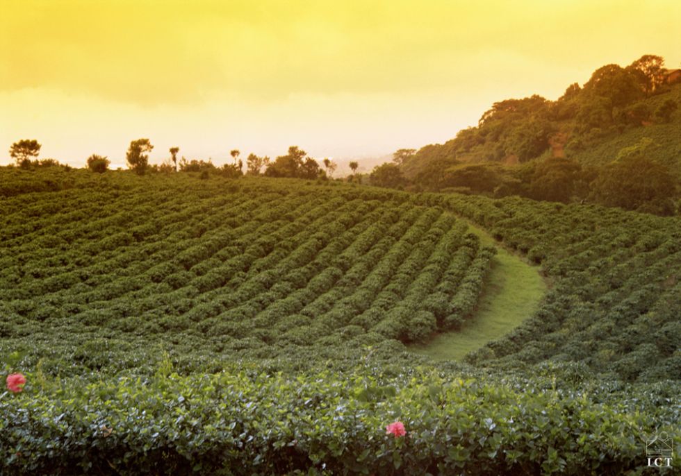 plantacja kawy na Kostaryce 